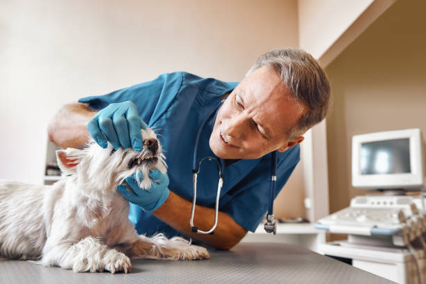 Best Emergency X-Rays and Diagnostics in Temple, GA